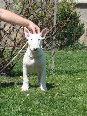 PUI DE BULLTERRIER