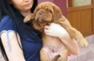 Vand pui Dog de Bordeaux SUPERBI!!!!!!!!!!!!!!!!!!!!!!!!