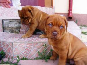Vand pui Dog de Bordeaux SUPERBI!!!!!!!!!!!!!!!!!!!!!!!!