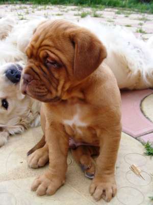 Vand pui Dog de Bordeaux SUPERBI!!!!!!!!!!!!!!!!!!!!!!!!