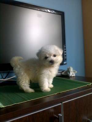 bichon maltez albi 200.e