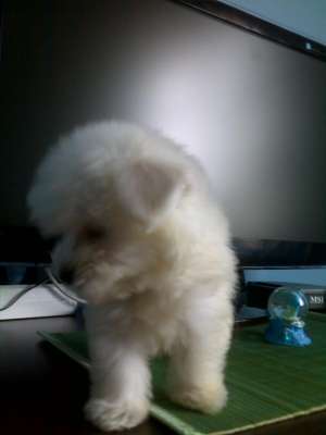 bichon maltez albi 200.e