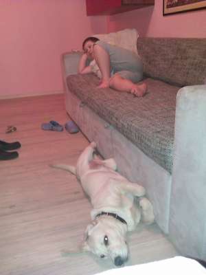 labrador de vanzare