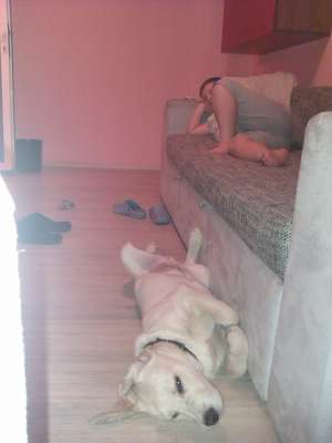 labrador de vanzare