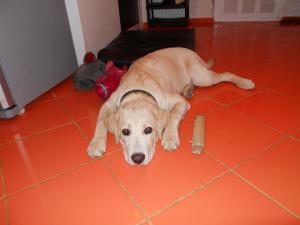 labrador de vanzare