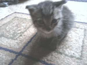Donez 4 pui