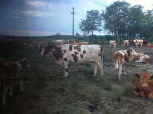 vand vaca red holstein
