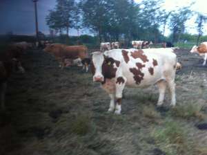 vand vaca red holstein