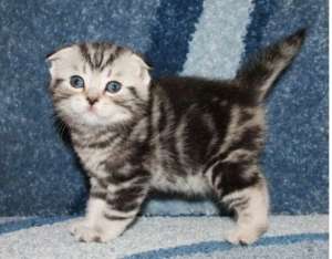 pisicuta scottish fold
