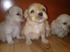 Vand bichon maltese