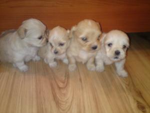 Vand bichon maltese