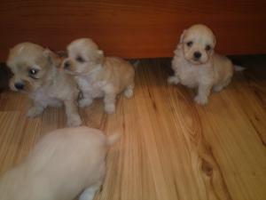 Vand bichon maltese