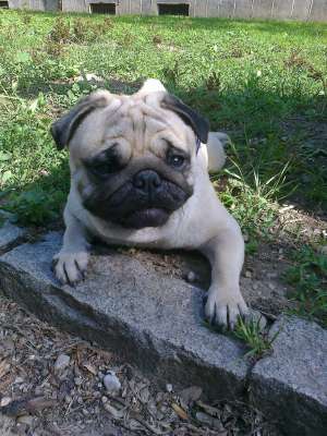 Monta Mops Pug.