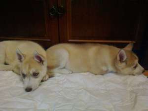 Husky deosebit,  ochi albastrii.
