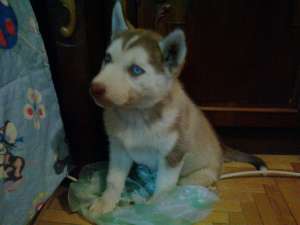Husky deosebit,  ochi albastrii.