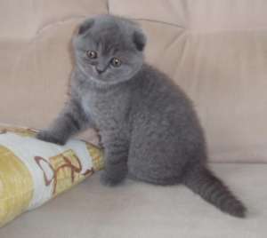 vand pisica scottish fold blue