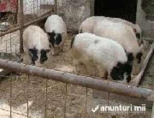 porci vietnamezi in gorj