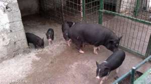 porci vietnamezi in gorj