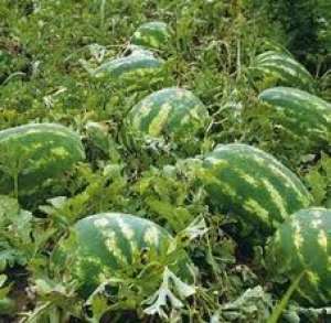 LEGUME FRUCTE DE SEZON DIN GRECIA