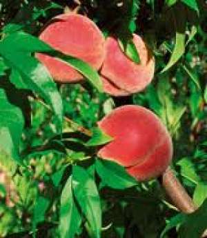 LEGUME FRUCTE DE SEZON DIN GRECIA