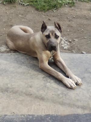 Vand sau Schimb Cane Corso