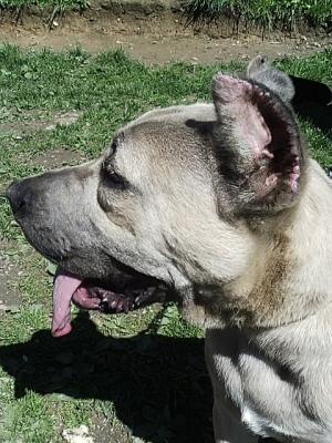 Vand sau Schimb Cane Corso