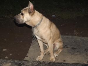 Vand sau Schimb Cane Corso