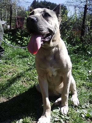 Vand sau Schimb Cane Corso