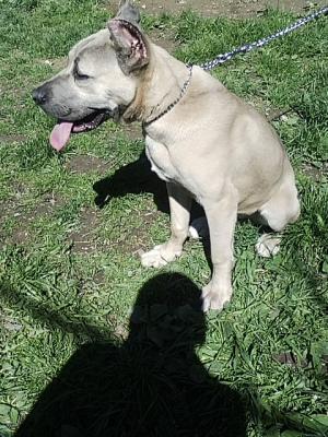 Vand sau Schimb Cane Corso