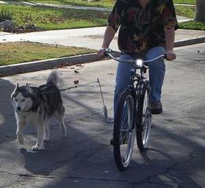 Dresaj & dog-sitting