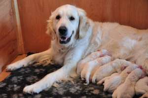 Pui Golden Retriever de exceptie