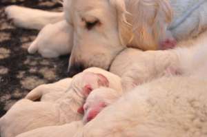 Pui Golden Retriever de exceptie