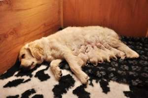 Pui Golden Retriever de exceptie