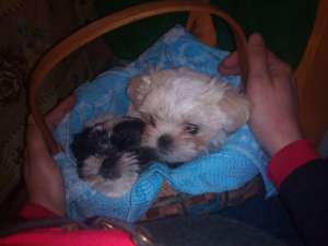 vand bichon havanese