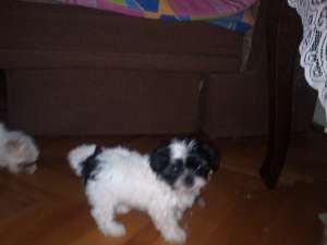 vand bichon havanese