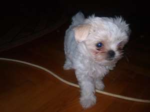 vand bichon havanese