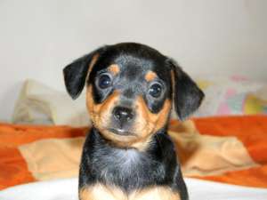 Vanzare Pinscher pitic 3 luni