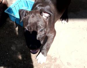 vand catei  AMSTAFF, 