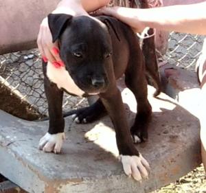 vand catei  AMSTAFF, 