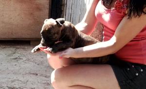 vand catei  AMSTAFF, 
