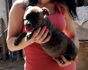 vand catei  AMSTAFF, 