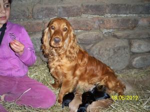 VAND COCKER SPANIEL