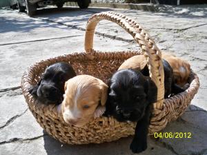 VAND COCKER SPANIEL