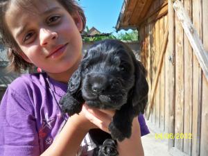 VAND COCKER SPANIEL