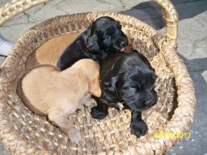 VAND COCKER SPANIEL