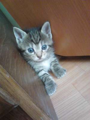 vand pui de pisica whiskas