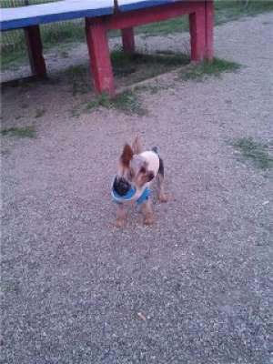 ofer pentru imperecheat mascul yorkshire terrier toy 1, 80 kg