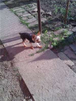 ofer pentru imperecheat mascul yorkshire terrier toy 1, 80 kg