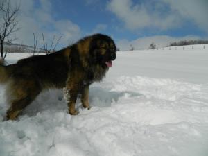 CIOBANESC CAUCAZIAN
