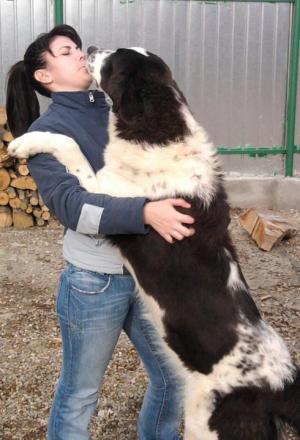 Ciobanesc de Bucovina pui